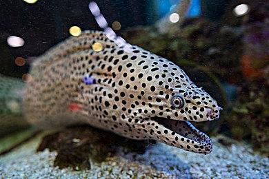 《漫威争锋》开发商称尚无计划登陆Switch或移动端